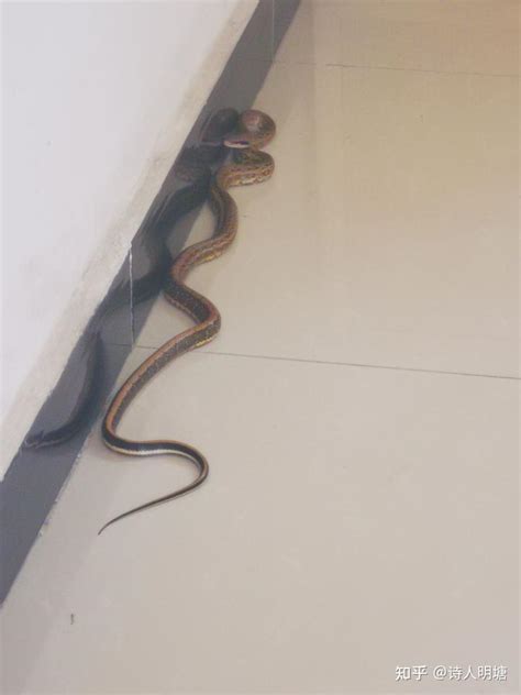 房前 蛇跑进家里代表什么